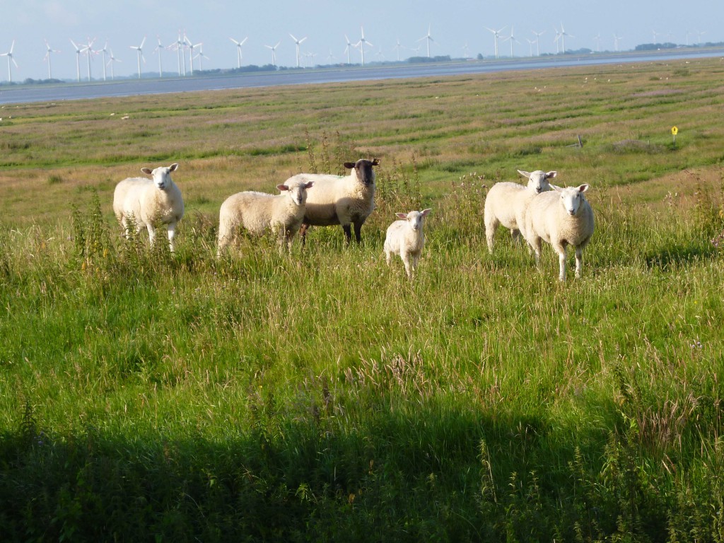 Schafe auf dem Deich bei dem Ferienhaus Graugans in Tönning.